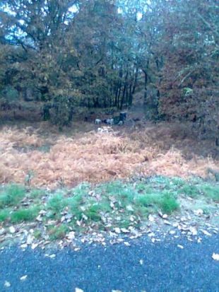 Os cans morden un xabarín, cazado a menos de 50 metros da estrada / Foto: matarpormatarnon.org