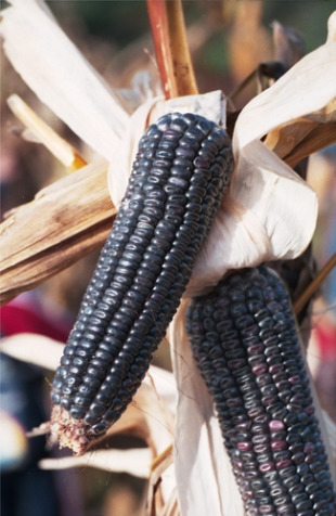 A celebración comeza na primavera, coa sementeira, na que axuda a única parella de bois da comarca, Cavano e Gallardo